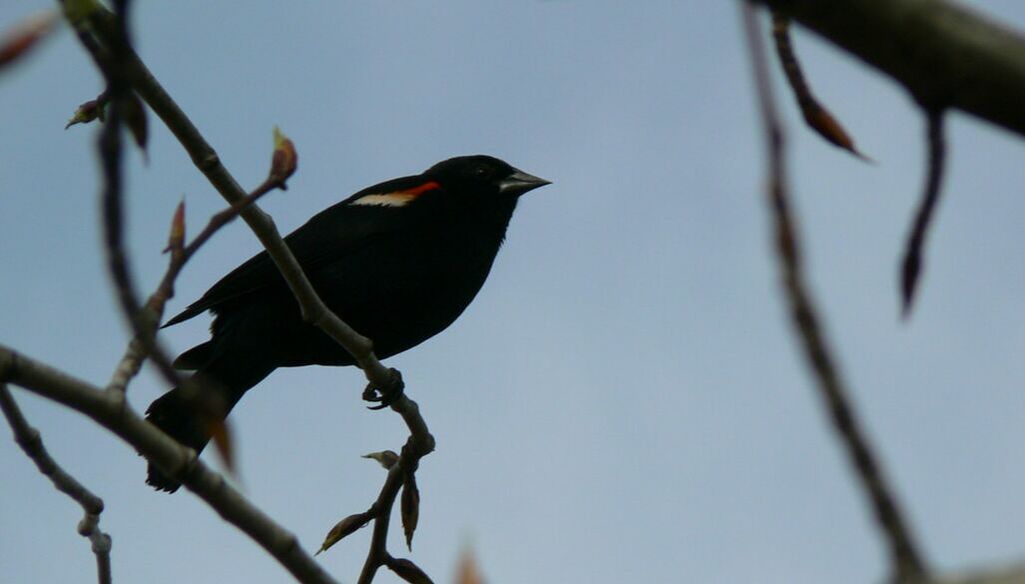 Color photograph of a Red-winged Blackbird perched on a tree branch with spring buds.