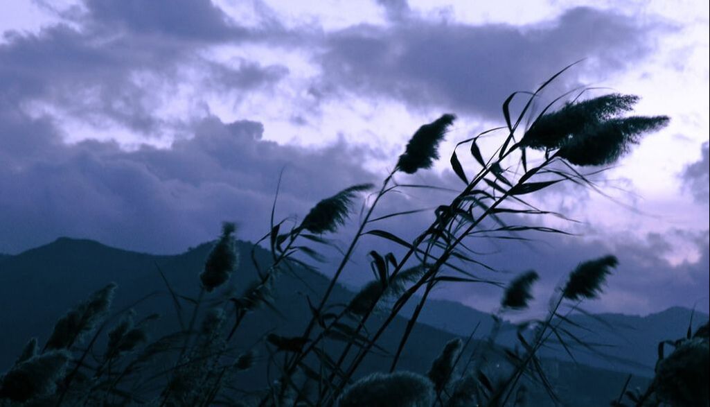 Color photograph of plant stalks swaying in the wind in front of a cloudy, twilight sky.