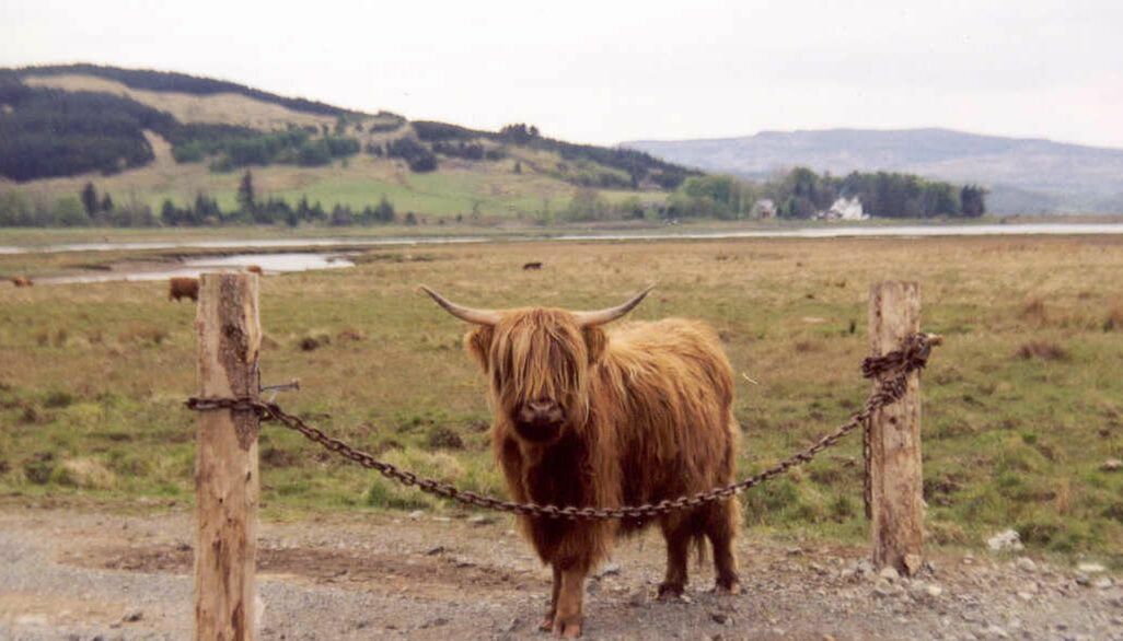 Color photograph of a highland cow standing near two wooden posts.
